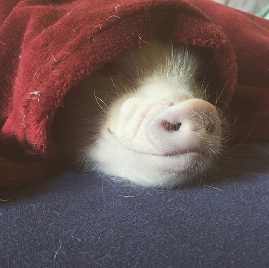 cerdo debajo de una manta