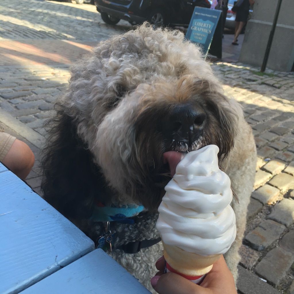walter doodle comiendo helado perro