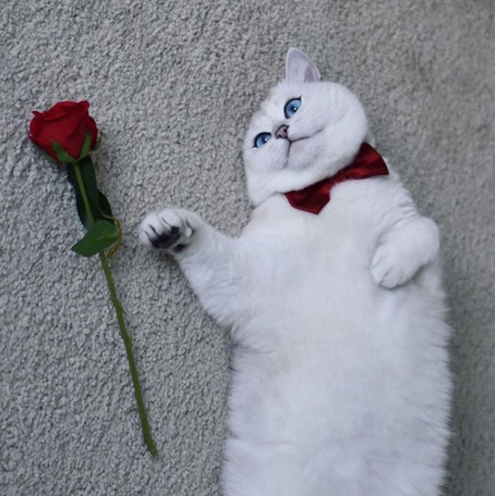 gato con una rosa