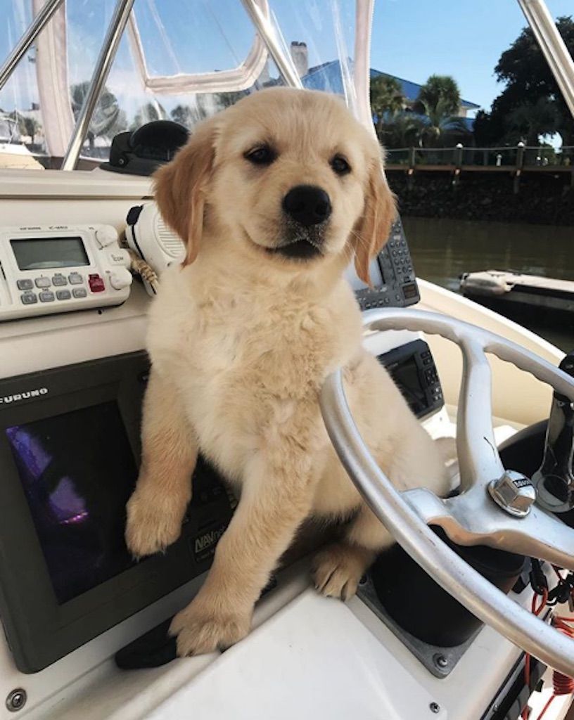 cachorro en un barco