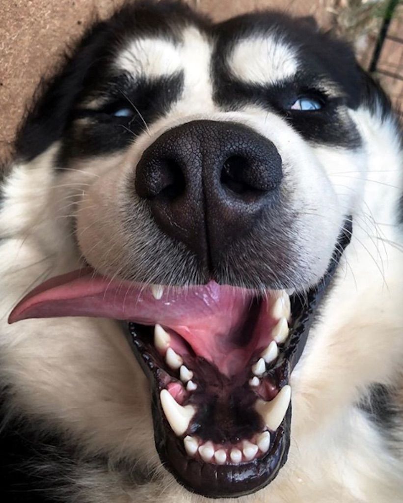 husky sonriendo
