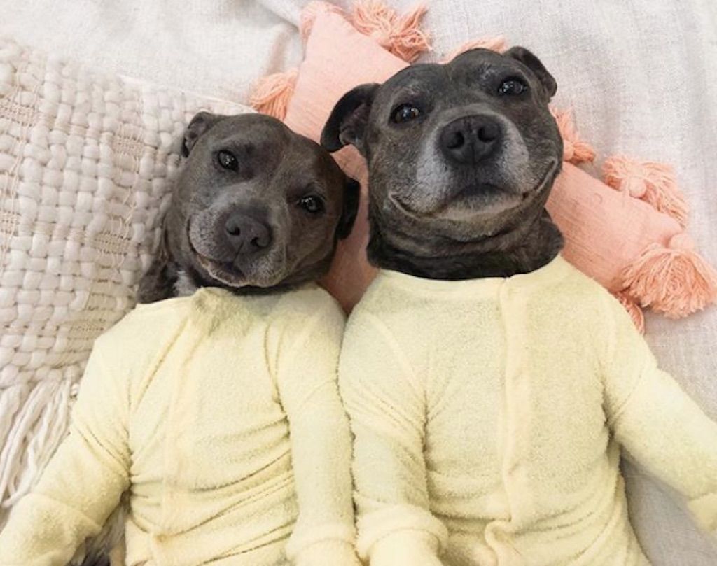 perros en pijama