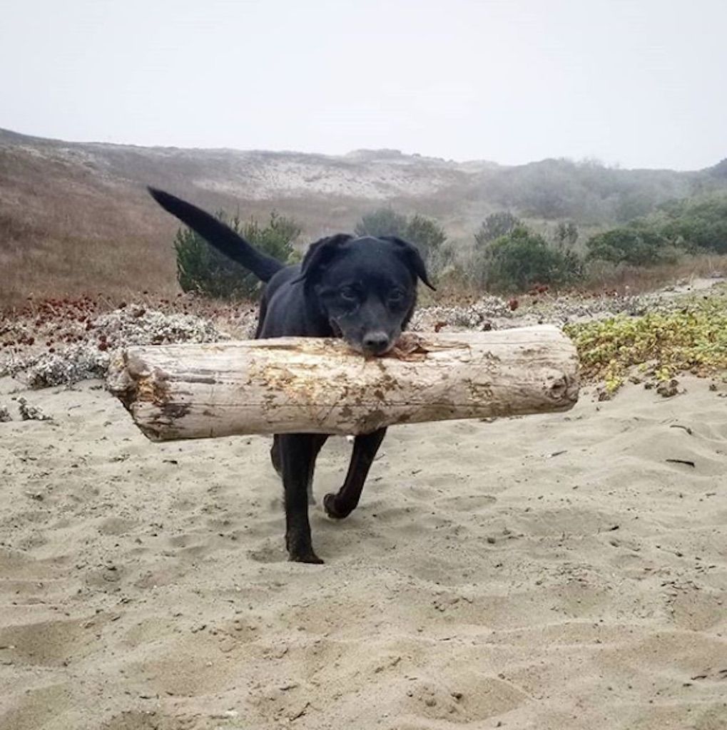 perro con un palo gigante