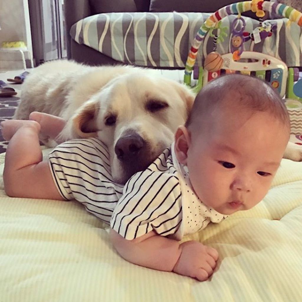 perro acostado sobre bebé