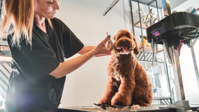 5 secretos que los peluqueros de perros no te dirán