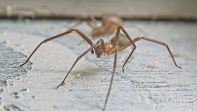   Krupni plan smeđeg pauka pustinjaka na cementnom podu