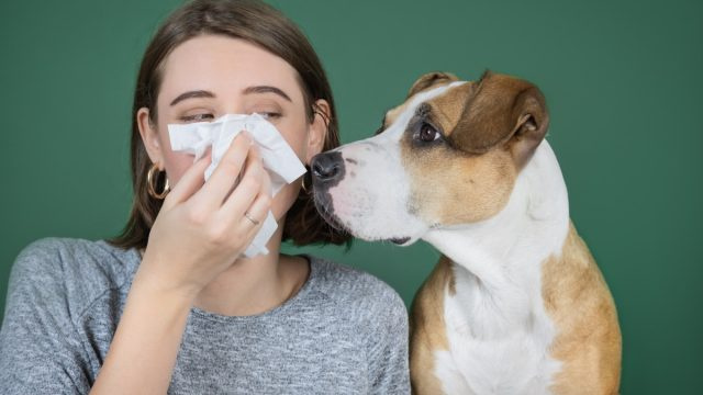 6 parimat koera, kui teil on allergia, ütlevad loomaarstid