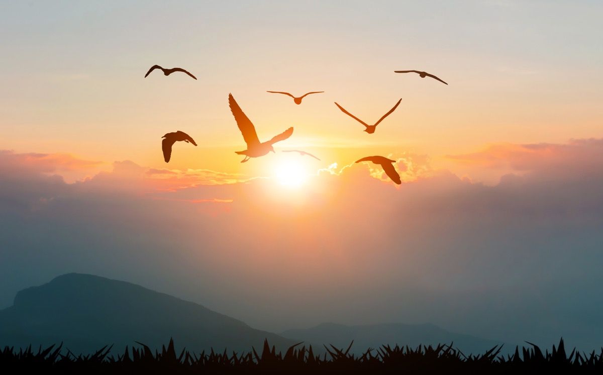 Ptáci létající svobodu na horách a sluneční světlo silueta