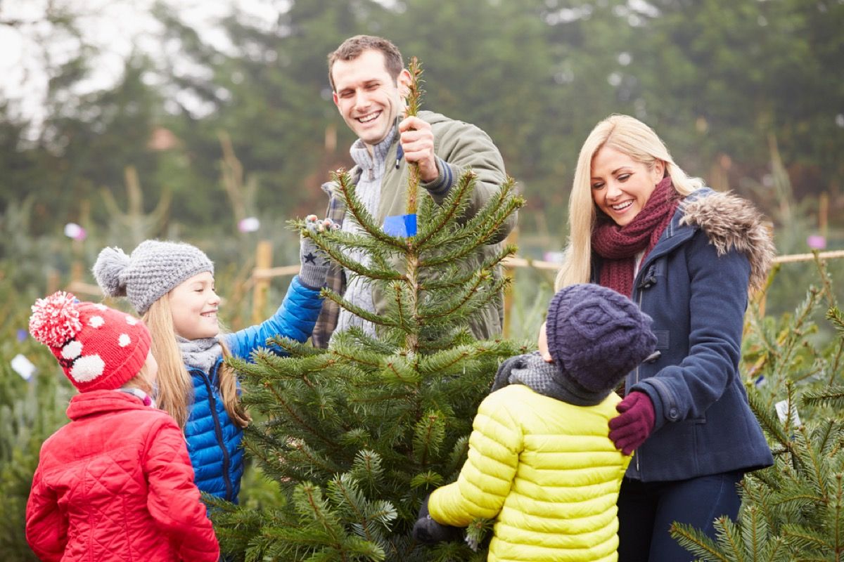 bela družina, ki izbere božično drevo