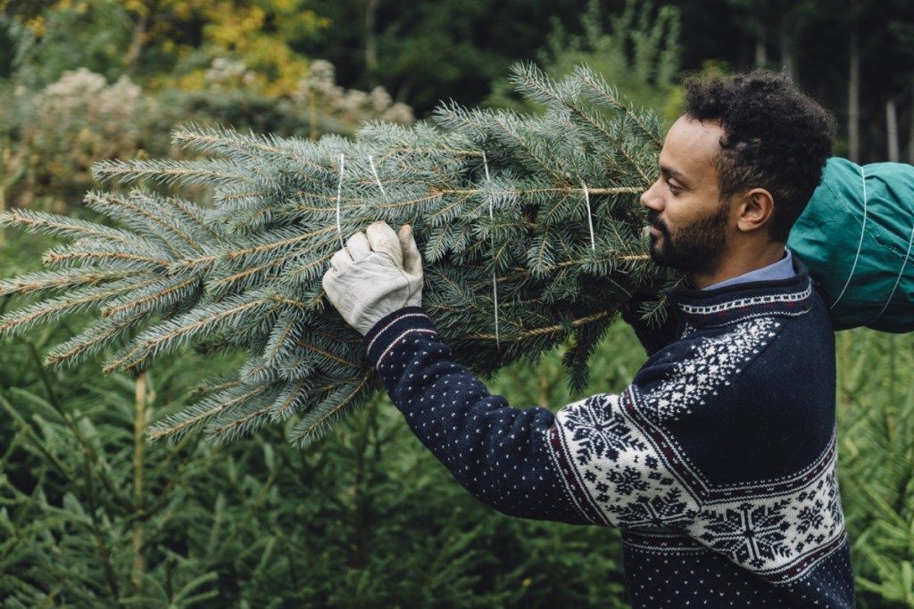 človek kupi božično drevo in ga nosi