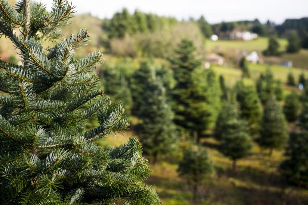 Ziemassvētku eglīšu saimniecība ar kokiem visur