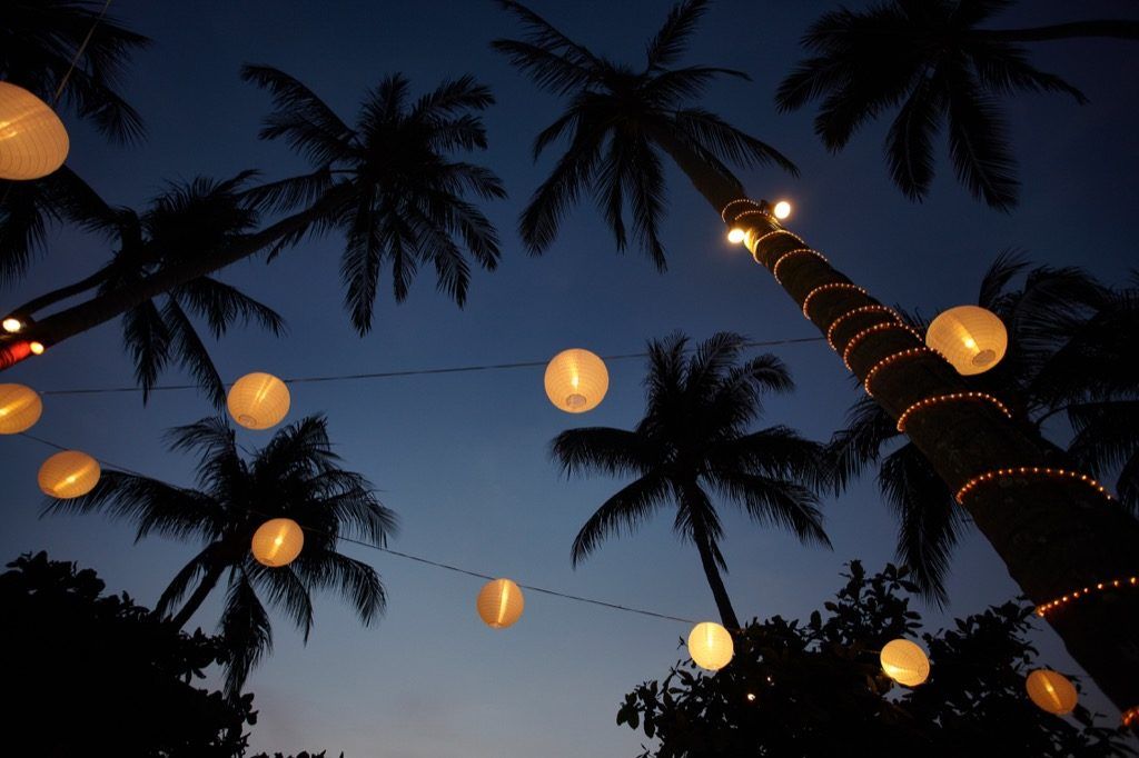 palm tree party světla vánoční osvětlení venku