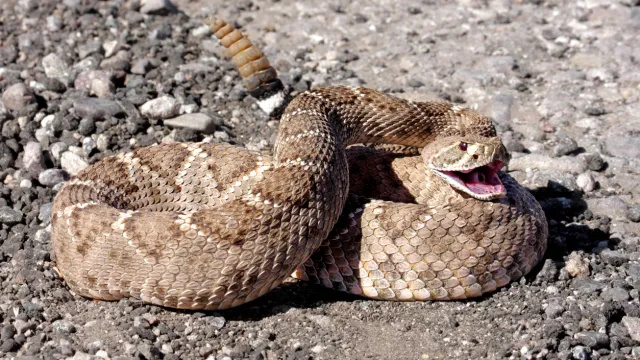 Мужчина нашел трехфутовую гремучую змею в своем гараже, где она пряталась