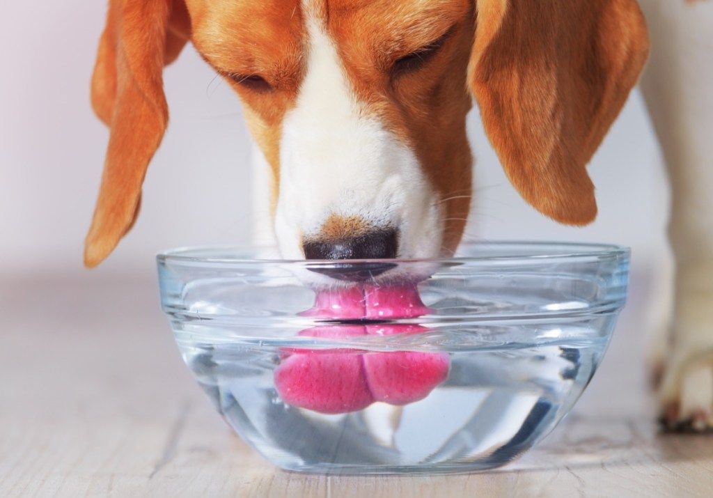vandens dubuo šuniui namų reikaluose jūsų namuose, pritraukiantis kenkėjus