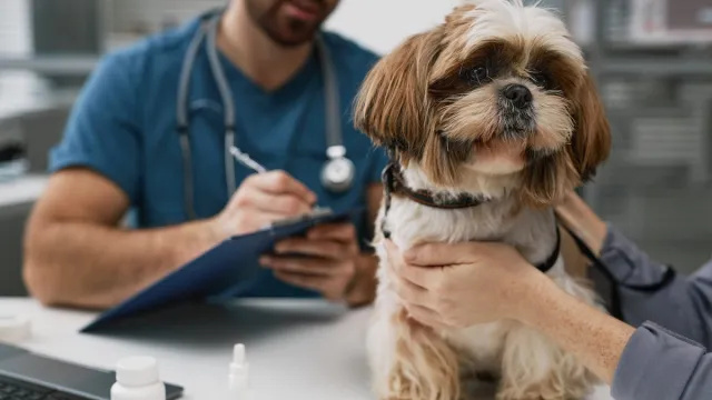Породы собак, которые чаще всего болеют раком, показало новое исследование