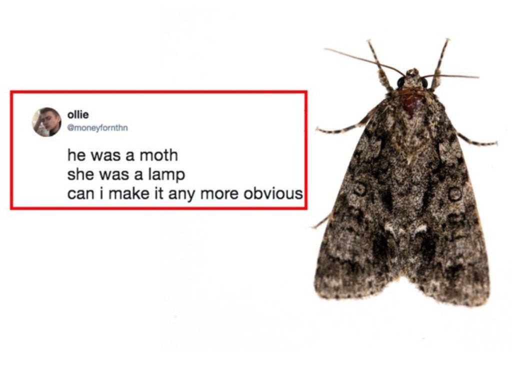 Moth Meme {Why Bugs Attracted to Light}