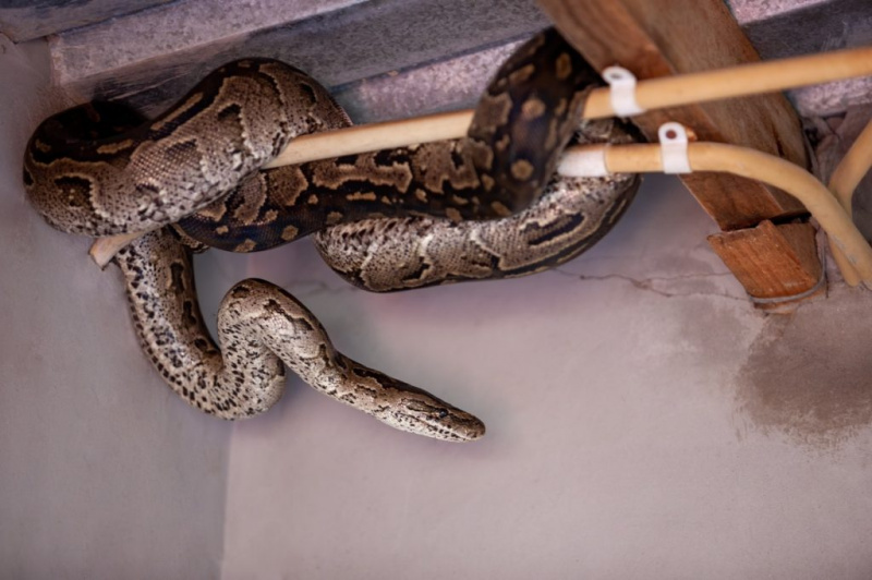   Змея питона прячется в доме за электрическими проводами