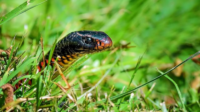 Käärmeet rakastavat piiloutua tänne – 'älkää koskaan käsikö' tähän kohtaan, asiantuntija sanoo