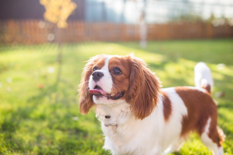   Портрет на куче на фона на зелена трева - Изображение