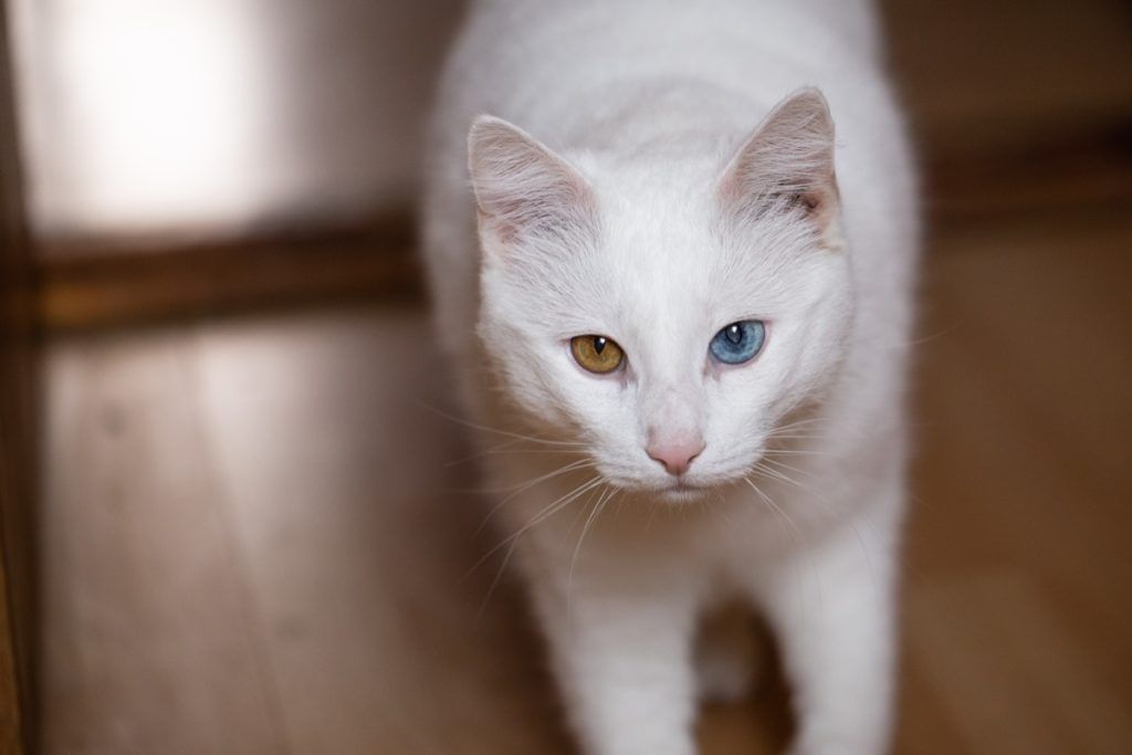 Kaķis ar dažādu krāsu acīm