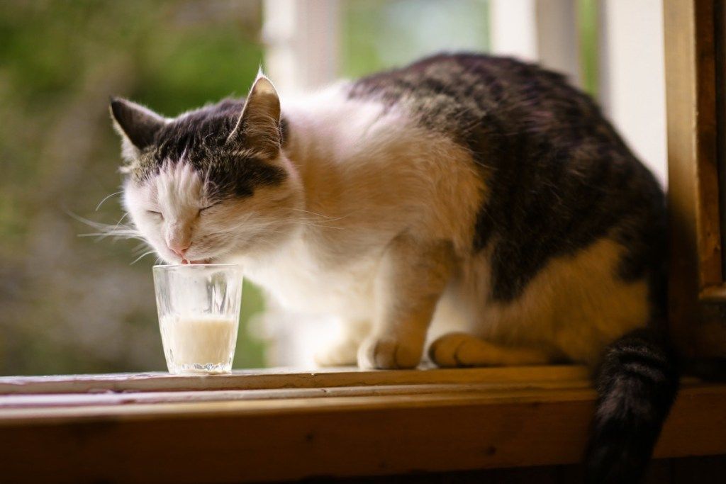 pelēks un balts kaķis dzer no glāzes piena