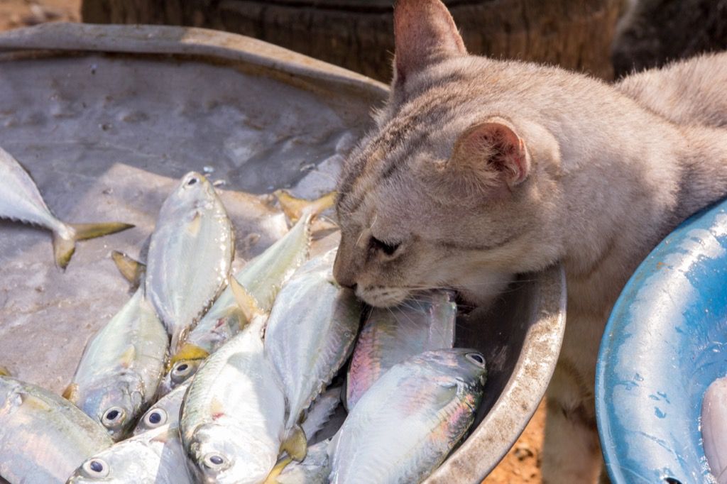 kaķis ēd jēlas zivis