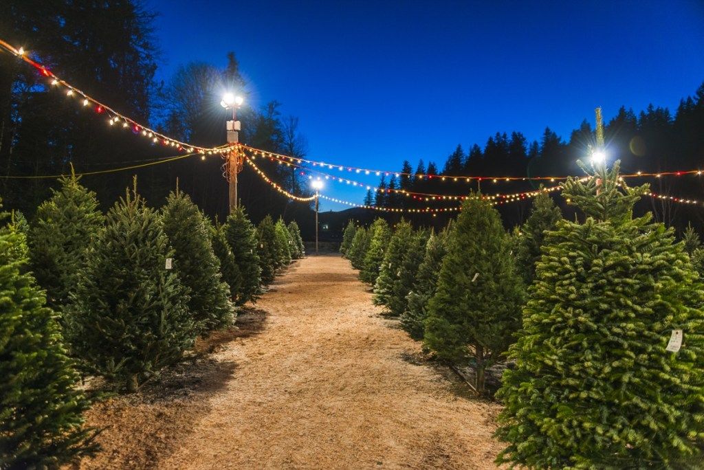 salg af juletræ om natten