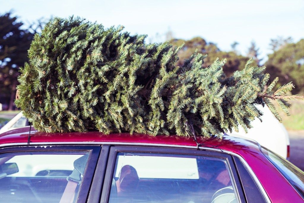 božično drevo na vrhu avtomobila