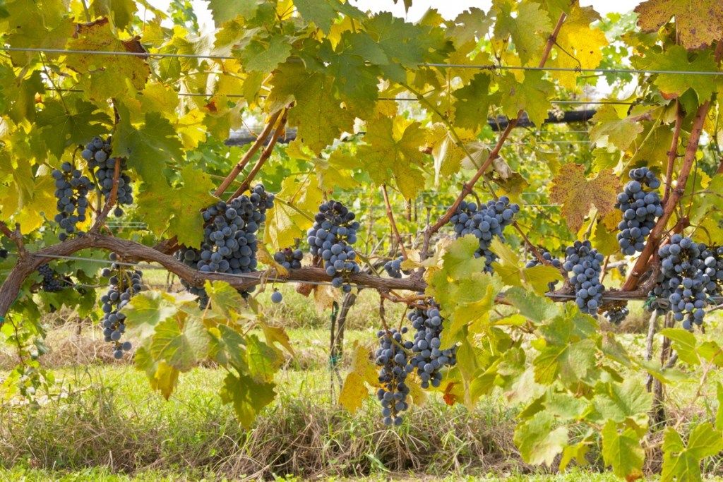 grožđe koje visi u vinogradu