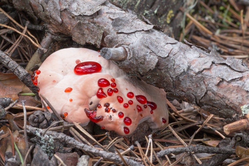 Hydnellum ferrugineum ali Rusty Bleeding Tooth Fungus z rdečimi kapljicami tekočine, ki raste med borovimi vejami in iglicami