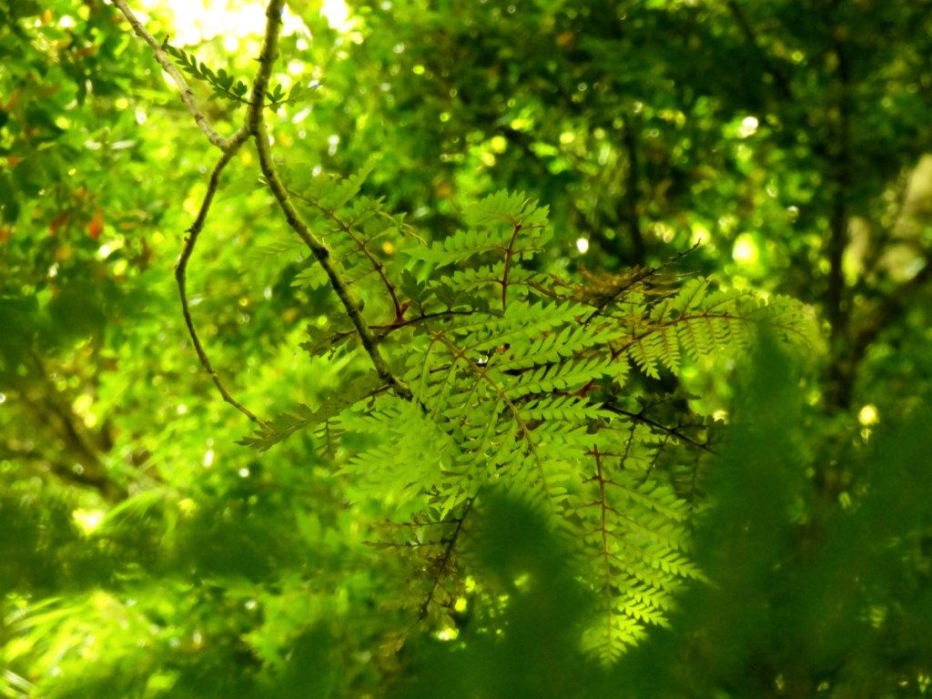 Listy Lomatia ferruginea (Fuinque), uprostred dažďového pralesa južných čílskych pohorí - Obrázok
