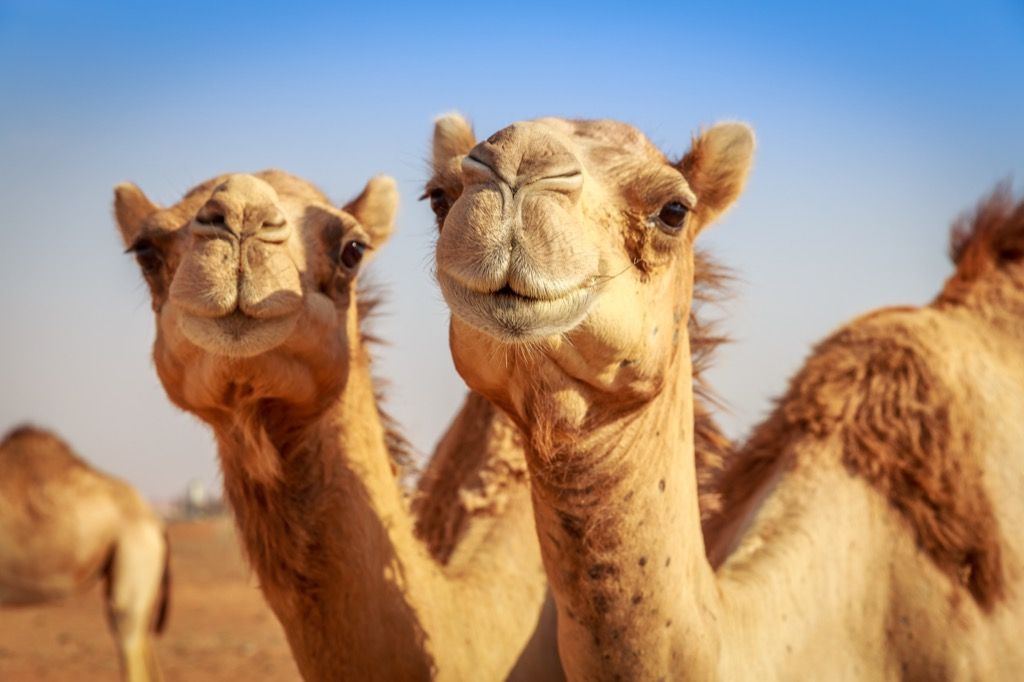 kamelit autiomaassa