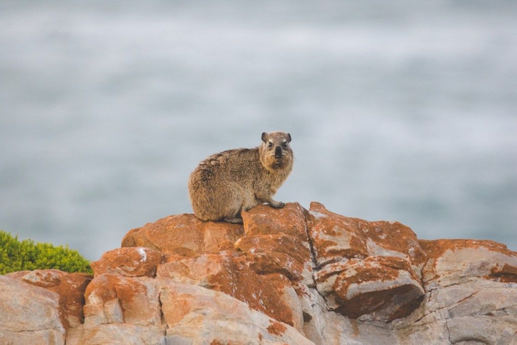 Nærbilde av rock hyrax sitter på en klippe - Image