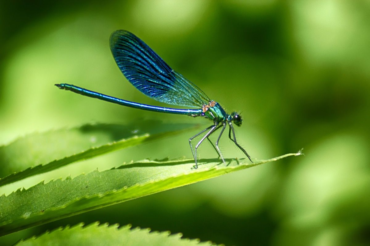 dragonfly geni fakta