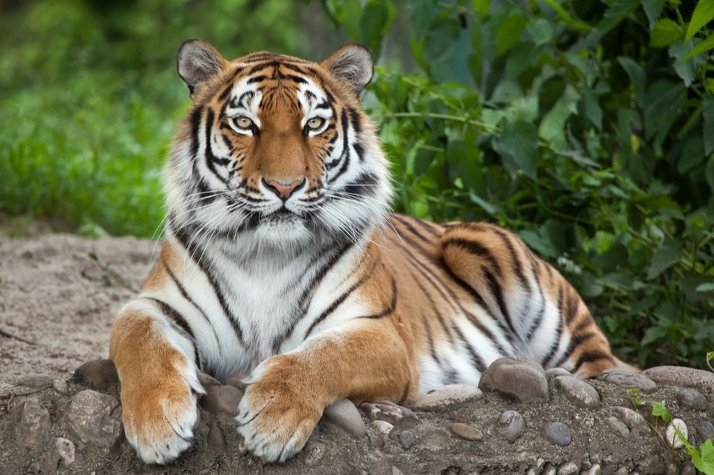 Tygr amurský