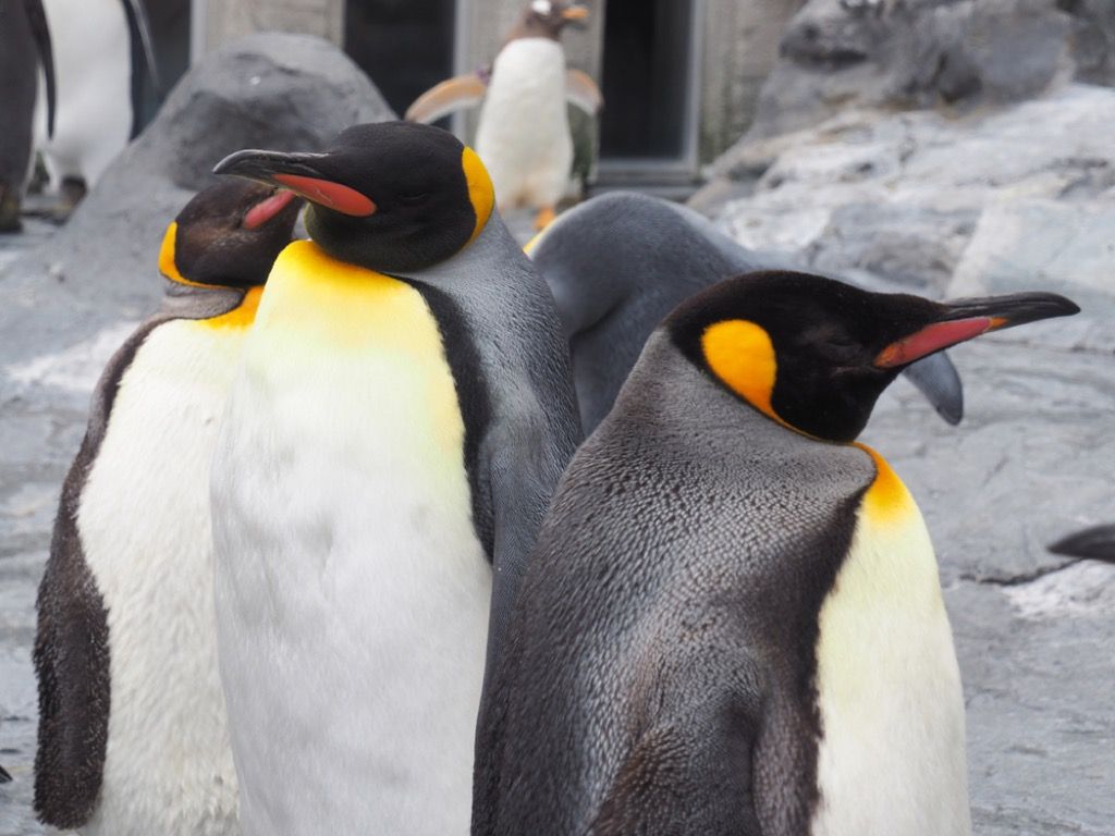 fakta haiwan penguin maharaja