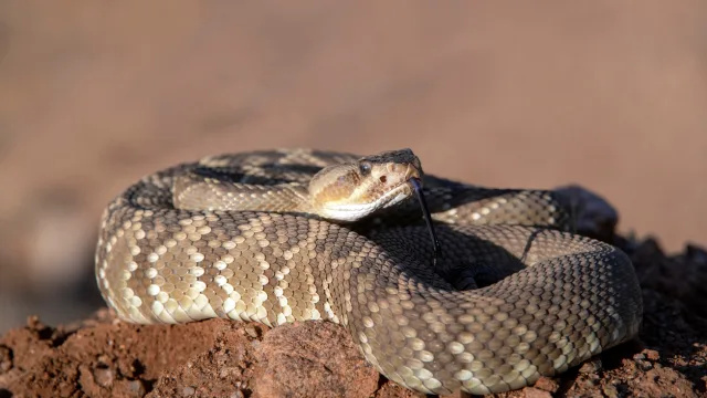 Es temporada de serpientes: 'Manténgase alerta' para esta especie venenosa, advierten las autoridades