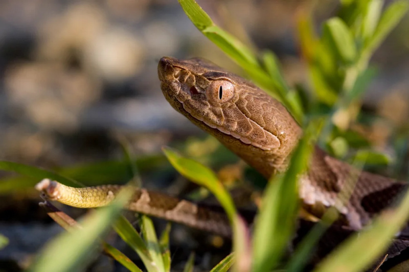   Un pui de șarpe cu cap de aramă care își lipește capul deasupra ierbii
