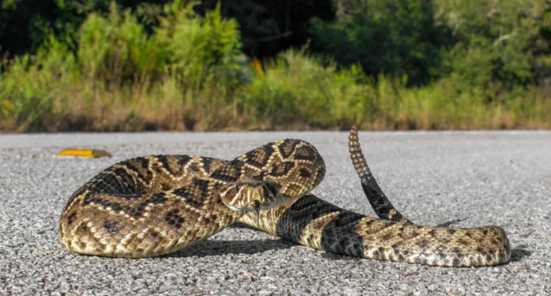   Serpent à sonnette se retirant sur la chaussée ou la route goudronnée