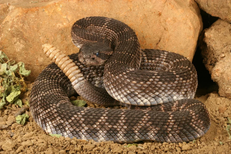   Một con rắn chuông cuộn trên mặt đất trong bụi bẩn
