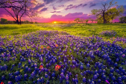   Зората изгрява над поле от сини бонета и индийски четки близо до Фредериксбърг, Тексас