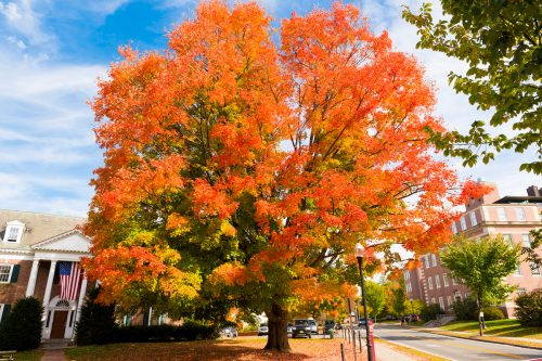   Didelis medis rudenį su ryškiai oranžiniais lapais istoriniame Hanoverio centre, Naujajame Hampšyre