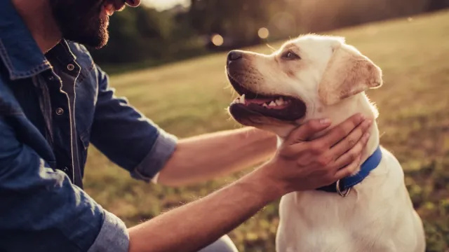 5 signalen dat uw hond u echt vertrouwt, volgens een dierenarts