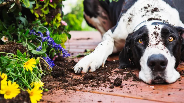 정원에 있는 개에게 유독한 5가지 것들