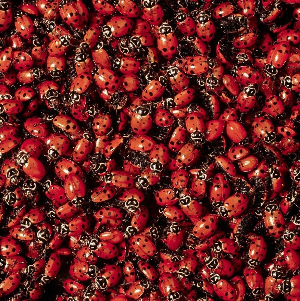 gyvos ladybugs beprotiškiausi „Amazon“ produktai