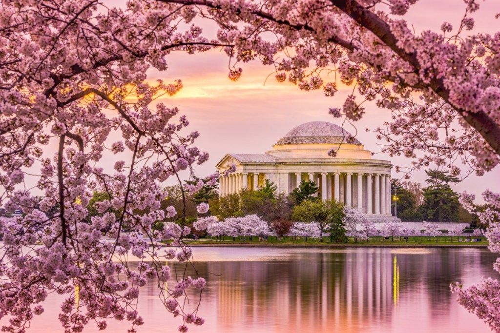 češnjev cvet v Washingtonu, d.d.