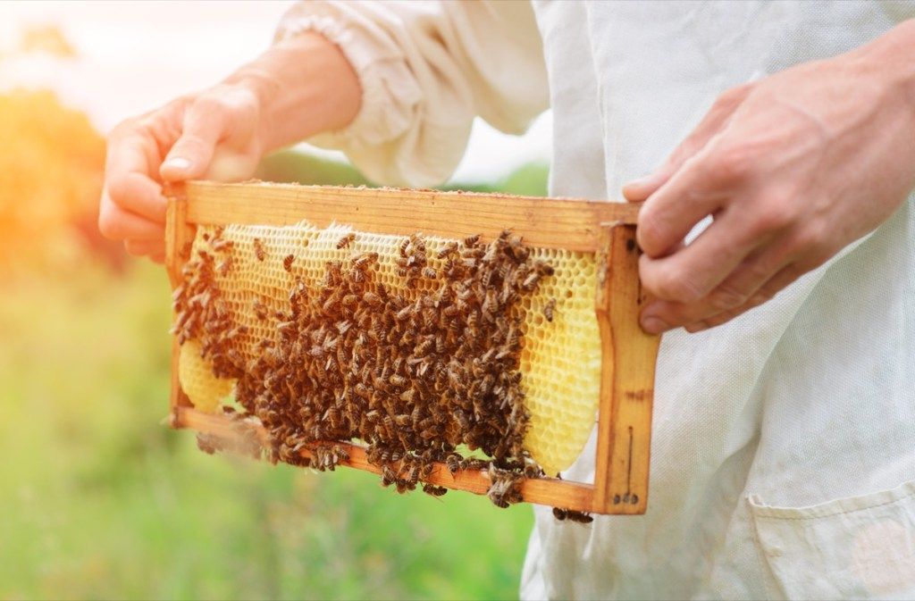 คนเลี้ยงผึ้งทำน้ำผึ้งกับผึ้งทำไมการเปลี่ยนแปลงสภาพภูมิอากาศจึงมีความสำคัญ