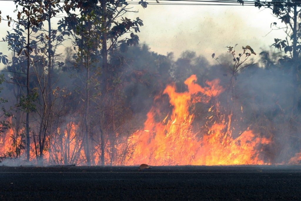 Forrest Fire Zakaj so podnebne spremembe pomembne