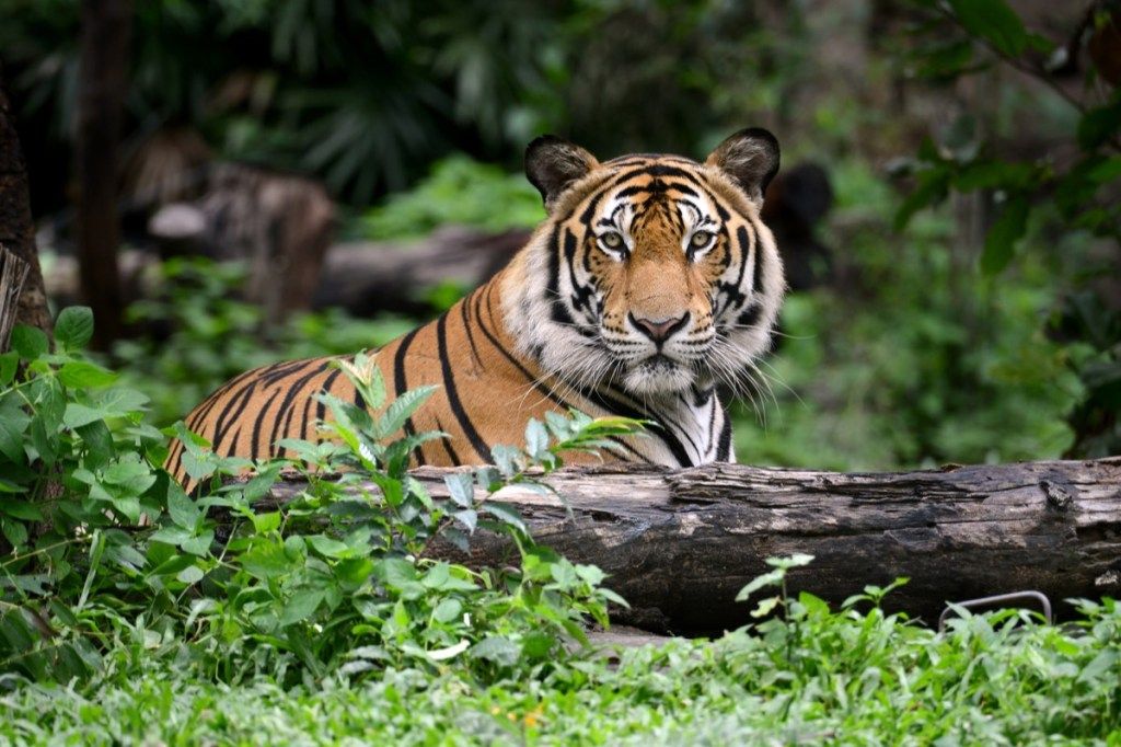 harimau bengal India di alam liar mengapa perubahan iklim penting