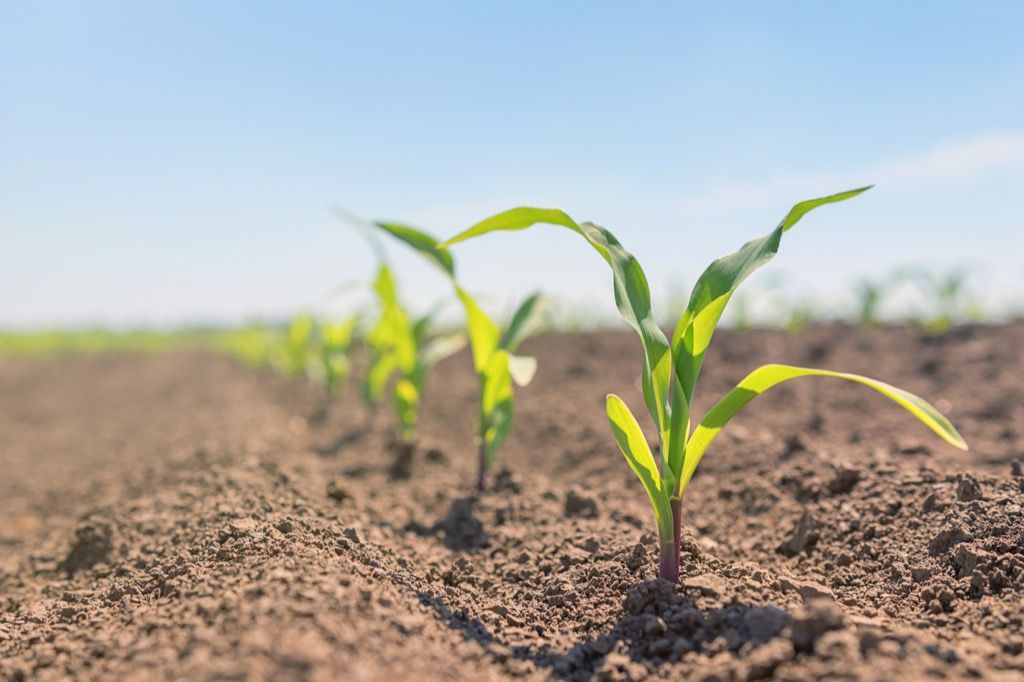 Baby-Mais-Pflanzen, die in der Sonne wachsen, alte Rom-Tatsachen